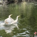 择日大全吉林：罕见白鸬鹚连续两年“故地重游”